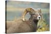 Rocky Mountain Bighorn Sheep Ewe in the Cascade Mts, Canada-Richard Wright-Stretched Canvas