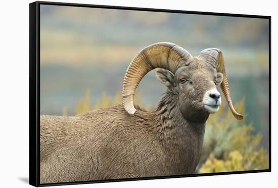 Rocky Mountain Bighorn Sheep Ewe in the Cascade Mts, Canada-Richard Wright-Framed Stretched Canvas