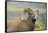 Rocky Mountain Bighorn Sheep Ewe in the Cascade Mts, Canada-Richard Wright-Framed Stretched Canvas