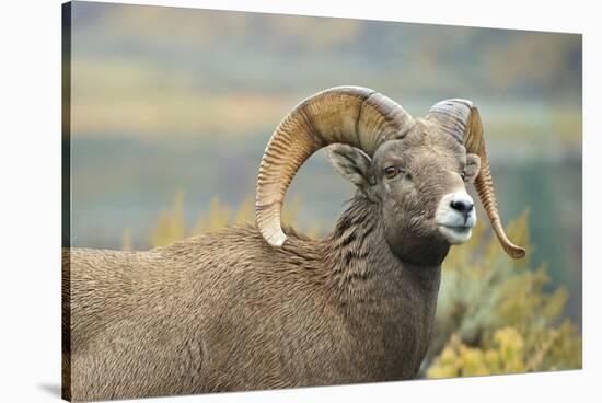 Rocky Mountain Bighorn Sheep Ewe in the Cascade Mts, Canada-Richard Wright-Stretched Canvas