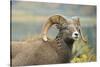 Rocky Mountain Bighorn Sheep Ewe in the Cascade Mts, Canada-Richard Wright-Stretched Canvas