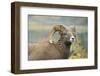 Rocky Mountain Bighorn Sheep Ewe in the Cascade Mts, Canada-Richard Wright-Framed Photographic Print