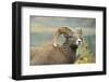 Rocky Mountain Bighorn Sheep Ewe in the Cascade Mts, Canada-Richard Wright-Framed Photographic Print