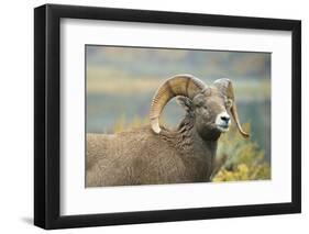 Rocky Mountain Bighorn Sheep Ewe in the Cascade Mts, Canada-Richard Wright-Framed Photographic Print