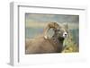 Rocky Mountain Bighorn Sheep Ewe in the Cascade Mts, Canada-Richard Wright-Framed Photographic Print