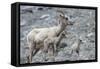 Rocky Mountain Bighorn Sheep, Ewe with Twin Lambs-Ken Archer-Framed Stretched Canvas