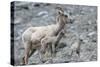 Rocky Mountain Bighorn Sheep, Ewe with Twin Lambs-Ken Archer-Stretched Canvas