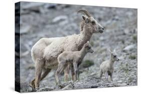 Rocky Mountain Bighorn Sheep, Ewe with Twin Lambs-Ken Archer-Stretched Canvas