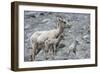 Rocky Mountain Bighorn Sheep, Ewe with Twin Lambs-Ken Archer-Framed Photographic Print