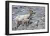 Rocky Mountain Bighorn Sheep, Ewe with Twin Lambs-Ken Archer-Framed Photographic Print