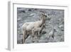 Rocky Mountain Bighorn Sheep, Ewe with Twin Lambs-Ken Archer-Framed Photographic Print