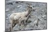 Rocky Mountain Bighorn Sheep, Ewe with Twin Lambs-Ken Archer-Mounted Photographic Print
