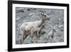 Rocky Mountain Bighorn Sheep, Ewe with Twin Lambs-Ken Archer-Framed Photographic Print