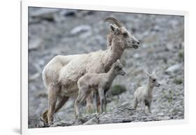 Rocky Mountain Bighorn Sheep, Ewe with Twin Lambs-Ken Archer-Framed Photographic Print