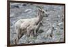 Rocky Mountain Bighorn Sheep, Ewe with Twin Lambs-Ken Archer-Framed Photographic Print