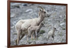 Rocky Mountain Bighorn Sheep, Ewe with Twin Lambs-Ken Archer-Framed Photographic Print