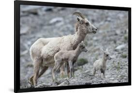 Rocky Mountain Bighorn Sheep, Ewe with Twin Lambs-Ken Archer-Framed Photographic Print