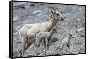 Rocky Mountain Bighorn Sheep, Ewe with Twin Lambs-Ken Archer-Framed Stretched Canvas