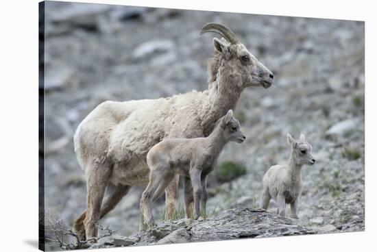 Rocky Mountain Bighorn Sheep, Ewe with Twin Lambs-Ken Archer-Stretched Canvas
