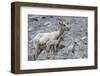 Rocky Mountain Bighorn Sheep, Ewe with Twin Lambs-Ken Archer-Framed Photographic Print