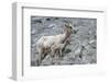 Rocky Mountain Bighorn Sheep, Ewe with Twin Lambs-Ken Archer-Framed Photographic Print