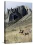 Rocky Mountain bighorn sheep grazing in grasslands. Mature rams.-Richard Wright-Stretched Canvas