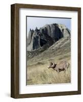 Rocky Mountain bighorn sheep grazing in grasslands. Mature rams.-Richard Wright-Framed Photographic Print