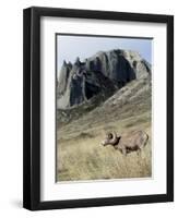 Rocky Mountain bighorn sheep grazing in grasslands. Mature rams.-Richard Wright-Framed Photographic Print