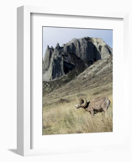 Rocky Mountain bighorn sheep grazing in grasslands. Mature rams.-Richard Wright-Framed Photographic Print