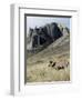 Rocky Mountain bighorn sheep grazing in grasslands. Mature rams.-Richard Wright-Framed Photographic Print