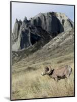 Rocky Mountain bighorn sheep grazing in grasslands. Mature rams.-Richard Wright-Mounted Photographic Print