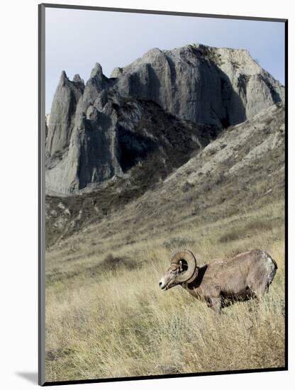 Rocky Mountain bighorn sheep grazing in grasslands. Mature rams.-Richard Wright-Mounted Photographic Print