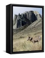 Rocky Mountain bighorn sheep grazing in grasslands. Mature rams.-Richard Wright-Framed Stretched Canvas