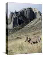 Rocky Mountain bighorn sheep grazing in grasslands. Mature rams.-Richard Wright-Stretched Canvas