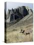 Rocky Mountain bighorn sheep grazing in grasslands. Mature rams.-Richard Wright-Stretched Canvas