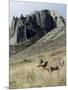 Rocky Mountain bighorn sheep grazing in grasslands. Mature rams.-Richard Wright-Mounted Photographic Print