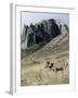 Rocky Mountain bighorn sheep grazing in grasslands. Mature rams.-Richard Wright-Framed Photographic Print