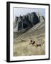 Rocky Mountain bighorn sheep grazing in grasslands. Mature rams.-Richard Wright-Framed Photographic Print