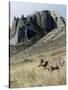 Rocky Mountain bighorn sheep grazing in grasslands. Mature rams.-Richard Wright-Stretched Canvas