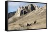 Rocky Mountain bighorn sheep grazing in grasslands. Mature rams.-Richard Wright-Framed Stretched Canvas