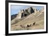 Rocky Mountain bighorn sheep grazing in grasslands. Mature rams.-Richard Wright-Framed Photographic Print