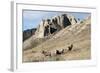 Rocky Mountain bighorn sheep grazing in grasslands. Mature rams.-Richard Wright-Framed Photographic Print