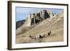 Rocky Mountain bighorn sheep grazing in grasslands. Mature rams.-Richard Wright-Framed Photographic Print