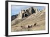 Rocky Mountain bighorn sheep grazing in grasslands. Mature rams.-Richard Wright-Framed Photographic Print