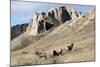 Rocky Mountain bighorn sheep grazing in grasslands. Mature rams.-Richard Wright-Mounted Photographic Print