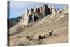 Rocky Mountain bighorn sheep grazing in grasslands. Mature rams.-Richard Wright-Stretched Canvas