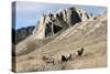 Rocky Mountain bighorn sheep grazing in grasslands. Mature rams.-Richard Wright-Stretched Canvas