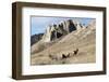 Rocky Mountain bighorn sheep grazing in grasslands. Mature rams.-Richard Wright-Framed Photographic Print