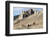 Rocky Mountain bighorn sheep grazing in grasslands. Mature rams.-Richard Wright-Framed Photographic Print