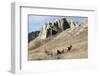 Rocky Mountain bighorn sheep grazing in grasslands. Mature rams.-Richard Wright-Framed Photographic Print